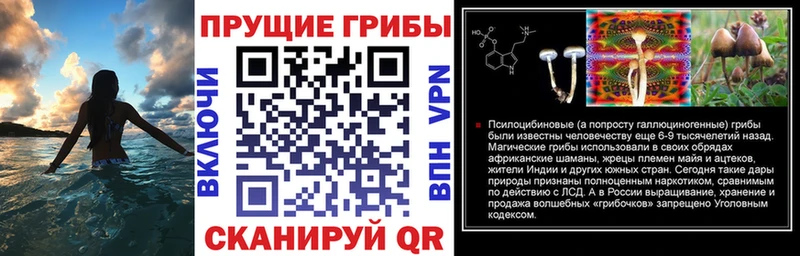 закладка  Онега  Галлюциногенные грибы Cubensis 